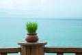 Closeup green wheatgrass in pot on wood table at the terrace