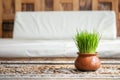 Closeup green wheatgrass in pot on wood table textured background