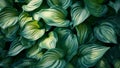 Closeup of Green and White Hosta Leaves