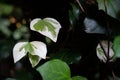 Closeup of green and white ivy plants growing in a garden with a dark background Royalty Free Stock Photo