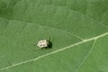 Ornate Shield Bug Chroantha Ornatula on a Green Leaf