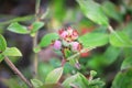 Closeup of green wild blueberries growing in summer Royalty Free Stock Photo