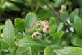 Closeup of green wild blueberries growing in summer Royalty Free Stock Photo
