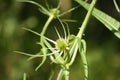 Closeup of green wild teasel bud with green blurred background Royalty Free Stock Photo