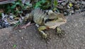 Closeup of green and yellow Iguana lizard with splayed toes crawling through fence onto concrete walkway Royalty Free Stock Photo