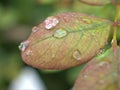 Closeup green ,yellow leaf of rose flower plants with water drops and blurred background , pink young leaves in garden Royalty Free Stock Photo