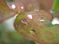 Closeup green ,yellow leaf of rose flower plants with water drops and blurred background , pink young leaves in garden Royalty Free Stock Photo