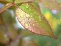 Closeup green ,yellow leaf of rose flower plants with water drops and blurred background , pink young leaves in garden Royalty Free Stock Photo