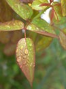 Closeup green ,yellow leaf of rose flower plants with water drops and blurred background , pink young leaves in garden Royalty Free Stock Photo