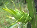 Closeup green young dragon pitaya fruit in garden with blurred background ,macro image