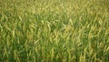 Closeup green young fields Wheat panorama, rural countryside Royalty Free Stock Photo