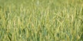Closeup green young fields Wheat panorama, rural countryside Royalty Free Stock Photo