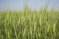 Closeup green young fields Wheat panorama, rural countryside. Royalty Free Stock Photo