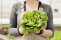 Closeup of greenhouse worker hands holding freshly harvested salad grown in modern greenhouse