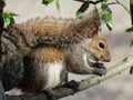 American squirrel on the tree, closeup