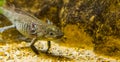 Closeup of a grey axolotl, mexican walking fish, tropical underwater amphibian from mexico, critically endangered animal specie