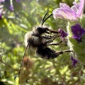 Closeup of a Grey-backed mining bee, Andrena vaga