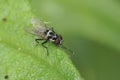 Closeup on a grey black patterned fly, Anthomyia procellaris, Sitting on a green leaf Royalty Free Stock Photo