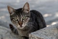 Closeup of a grey and black, tiger stripe, feral cat with large green eyes Royalty Free Stock Photo