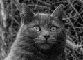 Portrait of an attentive cat, monochrome. Royalty Free Stock Photo