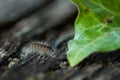 grey caterpillar and ivy leaf on wooden table background Royalty Free Stock Photo