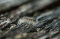 grey caterpillar on wooden table background Royalty Free Stock Photo