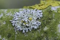 Closeup on a grey-colored Hooded rosette lichen, Physcia adscendens, on a branch Royalty Free Stock Photo