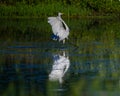 Closeup of a grey egret (Ardea cinerea) during its flight over the river Royalty Free Stock Photo