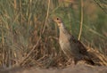 Closeup of a Grey francolin at Khamis, Bahrain Royalty Free Stock Photo