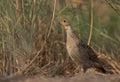 Closeup of a Grey francolin at Khamis, Bahrain