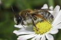 Closeup on a Grey-gastered mining bee, Andrena tibialis on a white Common daisy flower