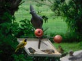 Closeup of a grey go-away-bird. The Lourie is eating a red apple and tiny birds are eating seeds below Royalty Free Stock Photo