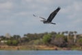 Closeup of a Grey heron (Ardea cinerea) flying above a lake Royalty Free Stock Photo