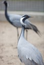 Closeup of grey heron in zoo Royalty Free Stock Photo