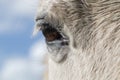 Closeup of a grey horse`s brown eye Royalty Free Stock Photo