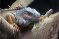 Closeup of a grey iguana