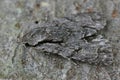 Closeup on a Grey oar dark dagger moth , Acronicta psi or tridens sitting on wood in the garden