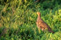 Grey partridge or Perdix in steppe Royalty Free Stock Photo