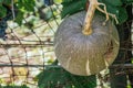 Closeup of a grey pumpkin in front of a chain-link fence during daylight