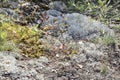 Closeup of Grey Reindeer Lichen (Cladonia rangiferina) growing along hiking trail at Torrance Barrens Royalty Free Stock Photo