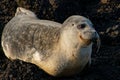 Closeup of a grey seal looking aside lying on brown and black rocks Royalty Free Stock Photo