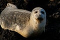 Closeup of a grey seal looking at the camera lying on brown and black rocks Royalty Free Stock Photo