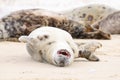 Closeup of a grey seal (Halichoerus grypus) on the Horsey beach, England