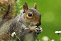 Closeup of grey squirrel face Royalty Free Stock Photo