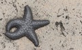 Closeup of grey StarFish