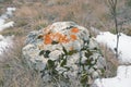 Closeup grey stone covered moss on grass in winter in wild Royalty Free Stock Photo