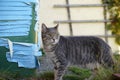 Closeup of a grey and white cat looking around while walking in a garden Royalty Free Stock Photo