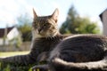 Closeup of a grey and white cat lying on the grass in front of the house Royalty Free Stock Photo