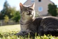 Closeup of a grey and white cat purring and lying down on the grass in front of the house Royalty Free Stock Photo