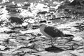 Closeup of a grey-white lonely seagull